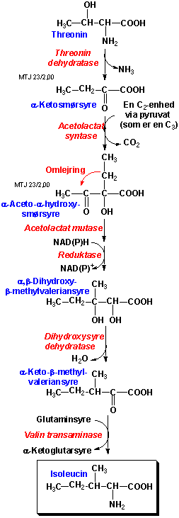 Biosyntesen af isoleucin