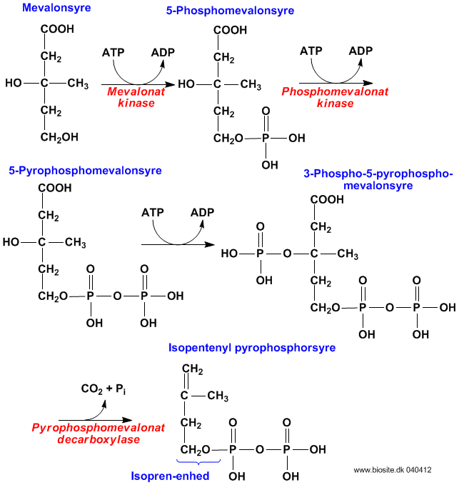 Biosyntesen af isopentenyl pyrophosphat