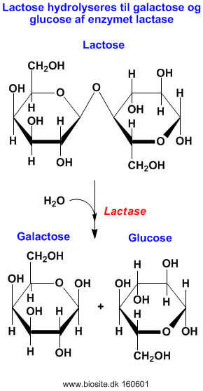 Lactose nedbrydes af lactase