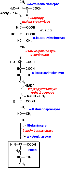 Biosyntesen af leucin