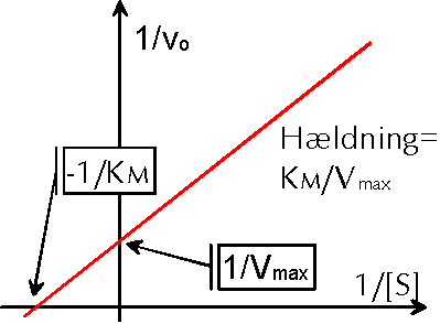 Dobbelt-reciprok plot hvor enzymkonstanterne Km og Vmax kan bestemmes