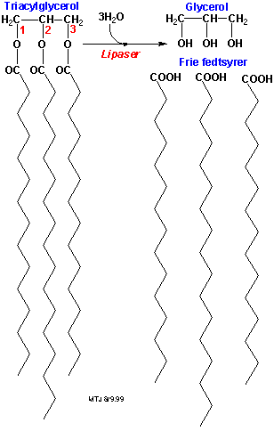 Hydrolyse af et triglycerid vha. lipaser