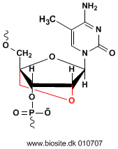 LNA 5-methyl-cytidinenhed