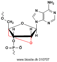 Strukturen af en LNA-modificeret adenin nukleinsyreenhed