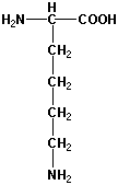 Strukturen af aminosyren lysin