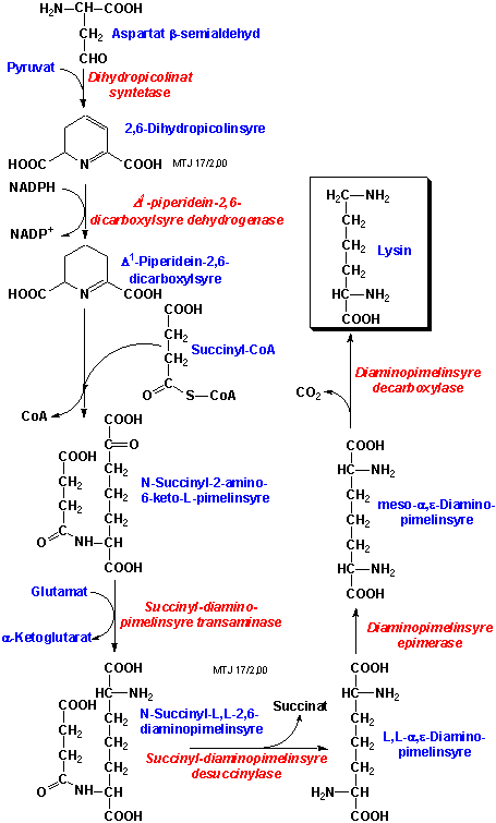 Biosyntesen af aminosyren lysin i bakterier