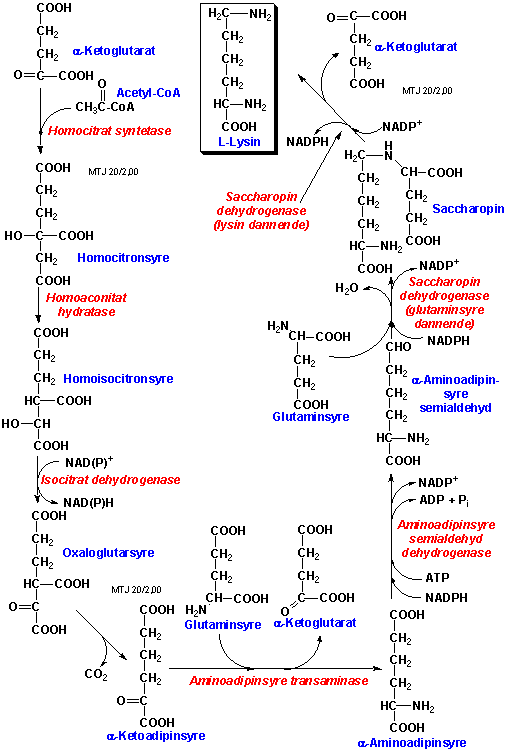 Biosyntesen af aminosyren lysin i svampe