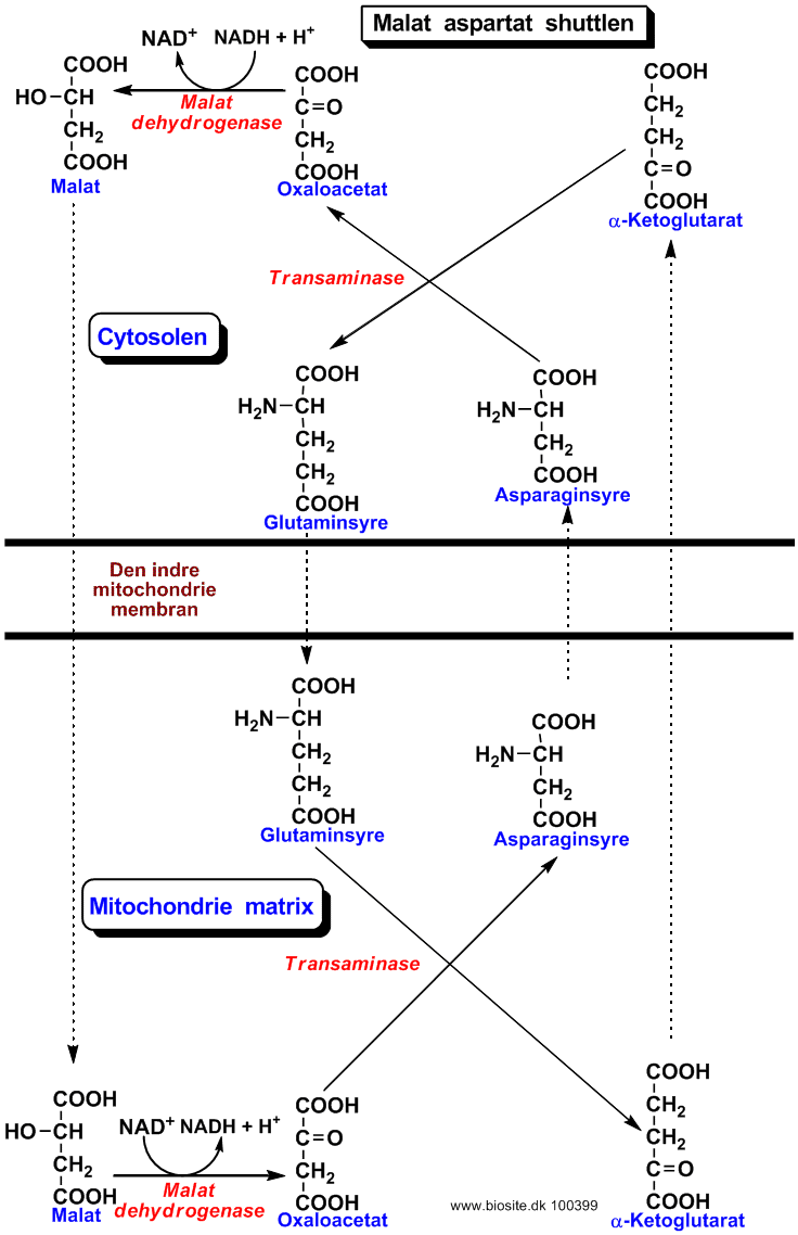 Malat - aspartat shuttlen