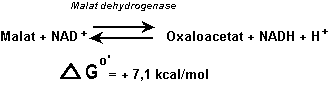 Malatdehydrogenase reaktionen