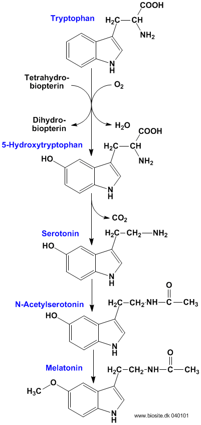 Biosyntesen af melatonin ud fra tryptophan
