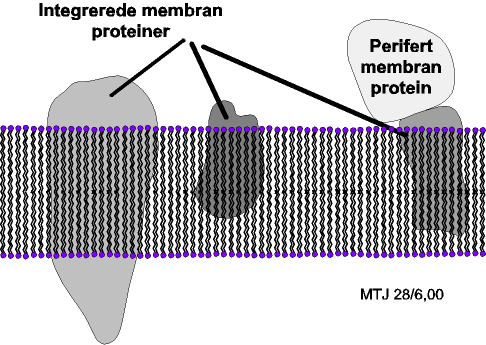 Biomembraner best�r af et dobbeltlag af phospholipider hvori der er bundet proteiner