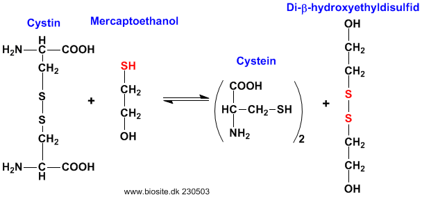 Reaktionen mellem mercaptoethanol og cystin