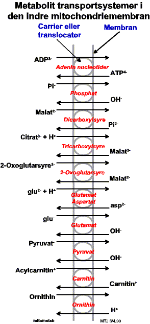 Metabolittransportsystemer i den indre mitochondriemembran