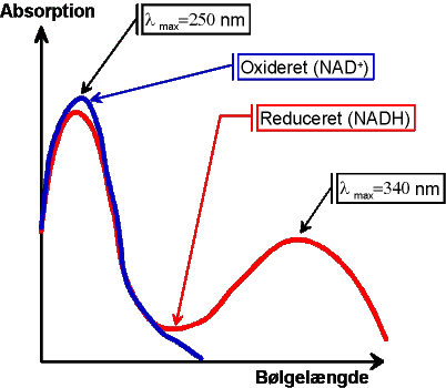 Absorptionsspektre af oxideret og reduceret NAD
