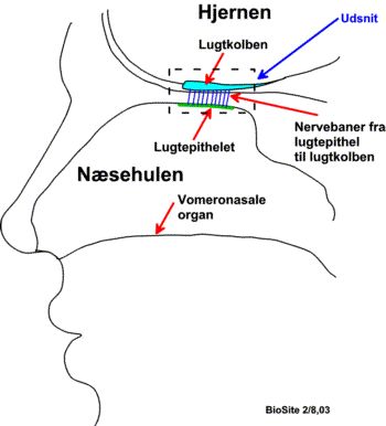 Lugtepithelets placering i n�sehulen