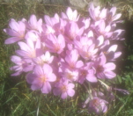H�st Tidl�s ogs� kaldet N�gen Jomfru (Colchicum autumnale)