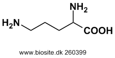 Strukturen af ornithin