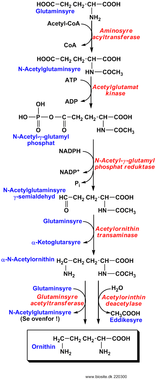 Biosyntesen af ornithin