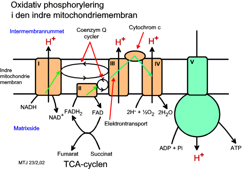 Den oxidative phosphorylering i den indre mirtochondrie membran