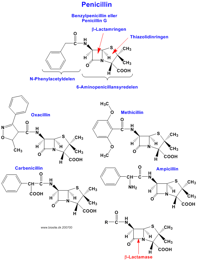 Eksempler på forskellige penicillintyper