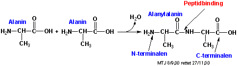 Dannelse af peptidbinding mellem to aminosyrer