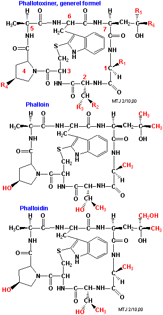 Strukturerne af phallotoxin, phalloin og phalloidin