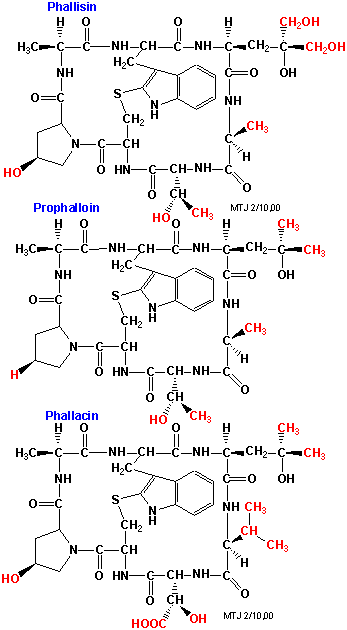 Strukturerne af phallisin, prophalloin og phallacin