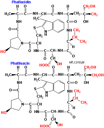 Strukturerne af phallacidin og phallisacin