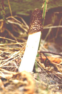 Almindelig stinksvamp