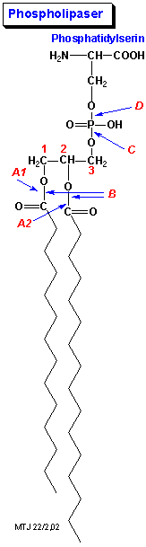 Angrebsstederne for phospholipaser p et phospholipidmolekyle