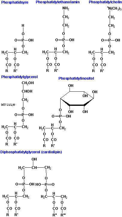 Den kemiske struktur af forskellige phospholipider