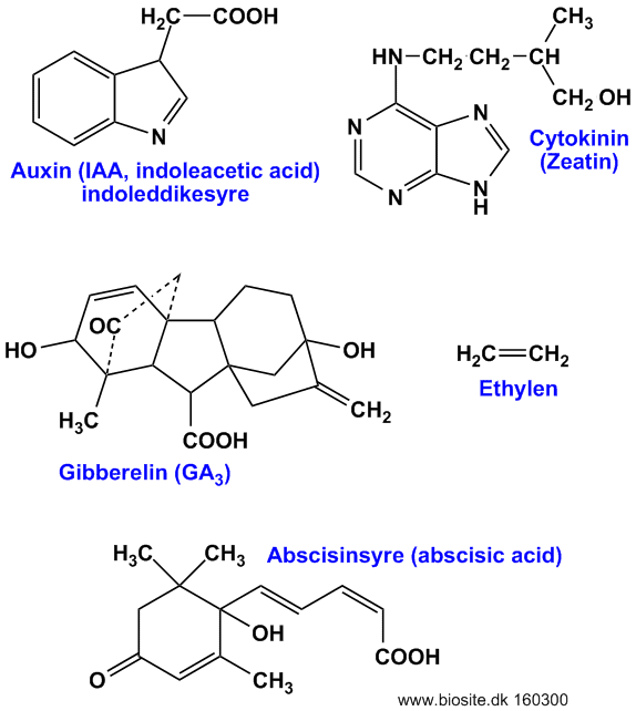 Den kemiske struktur af forskellige plantehormoner
