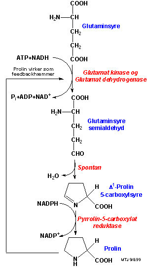 Biosyntesen af prolin