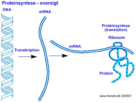 Oversigt over proteinsyntesen startende fra transkriptionen af DNA