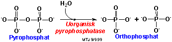 Enzymatisk omdannelse fra pyrophosphat til orthophosphat