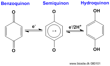 Strukturerne af benzoquinon, semiquinon og hydroquinon