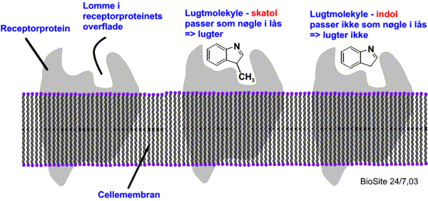 Lugtreceptorerne i n�sens lugtepithel reagerer med lugtstofferne