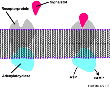 Receptorproteiner på cellemembranens overflade