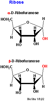 Ribose et monosaccharid