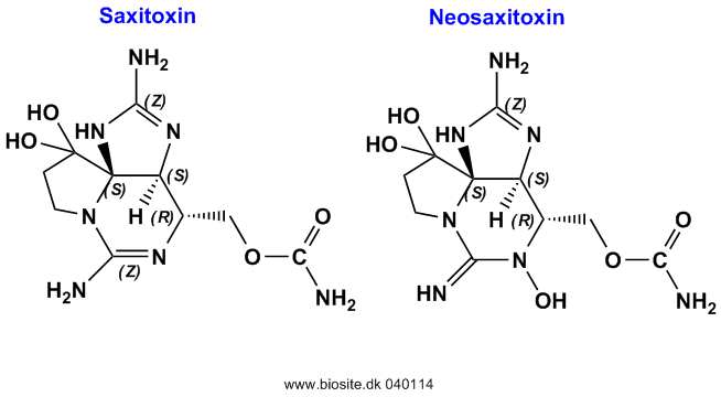 Strukturen af saxitoxin og neosaxitoxin