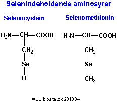 De to selenindeholdende aminosyrer - selenocystein og selenomethionin