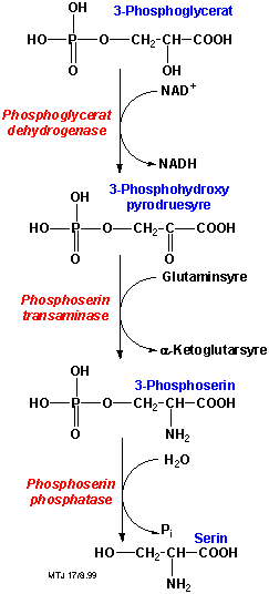 Biosyntese af serin 1