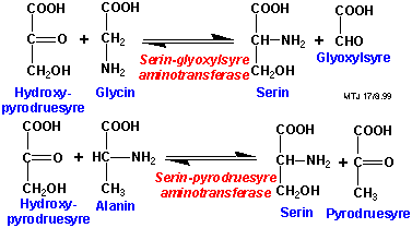 Biosyntese af serin 2