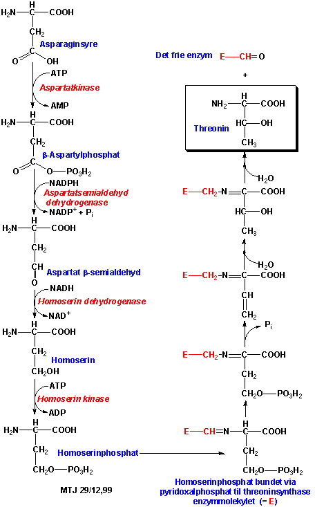 Biosyntesen af aminosyren threonin