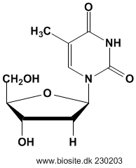 Strukturen af thymidin
