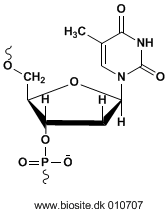 Strukturen af en thyminnukleinsyreenhed