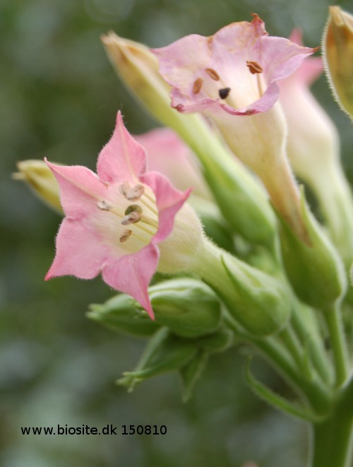 Tobaksblomster - Tobaksladen Langeland