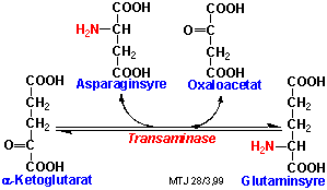 Eksempel på transaminering af aminosyrer