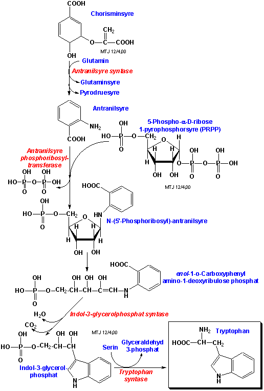 Biosyntesen af tryptophan
