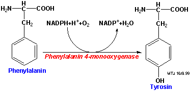 Biosyntesen af tyrosin ud fra phenylalanin
